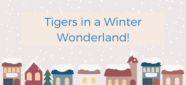 Tigers in Winter