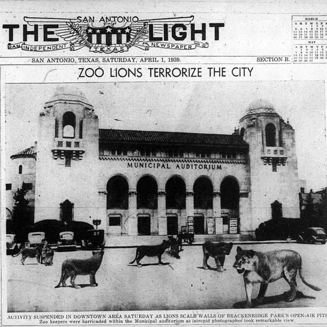 San Antonio Zoo Lion Terrorize the City April Fools